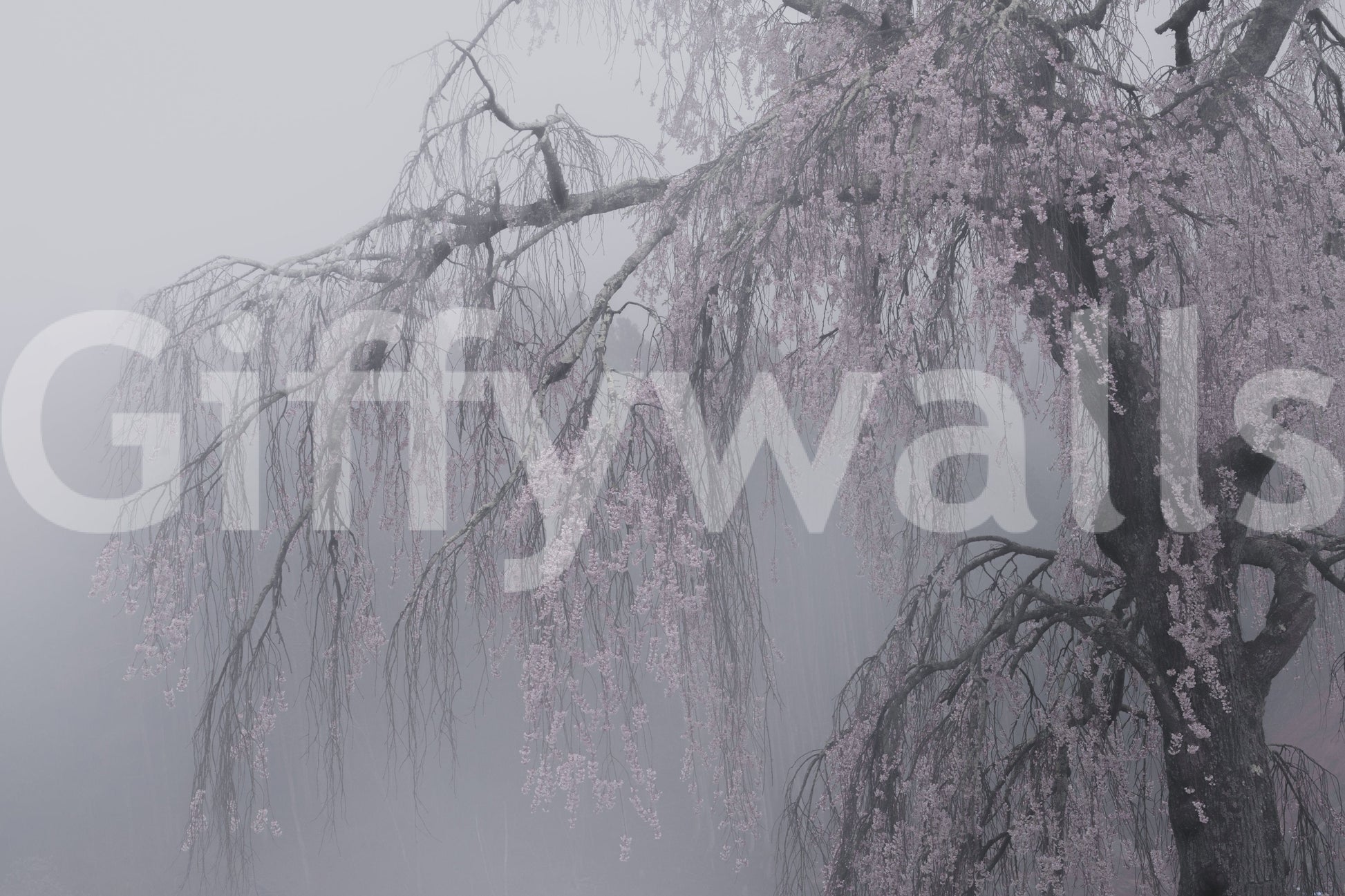 Pastel Whispers of Spring flowering Japanese tree artwork wallpaper.