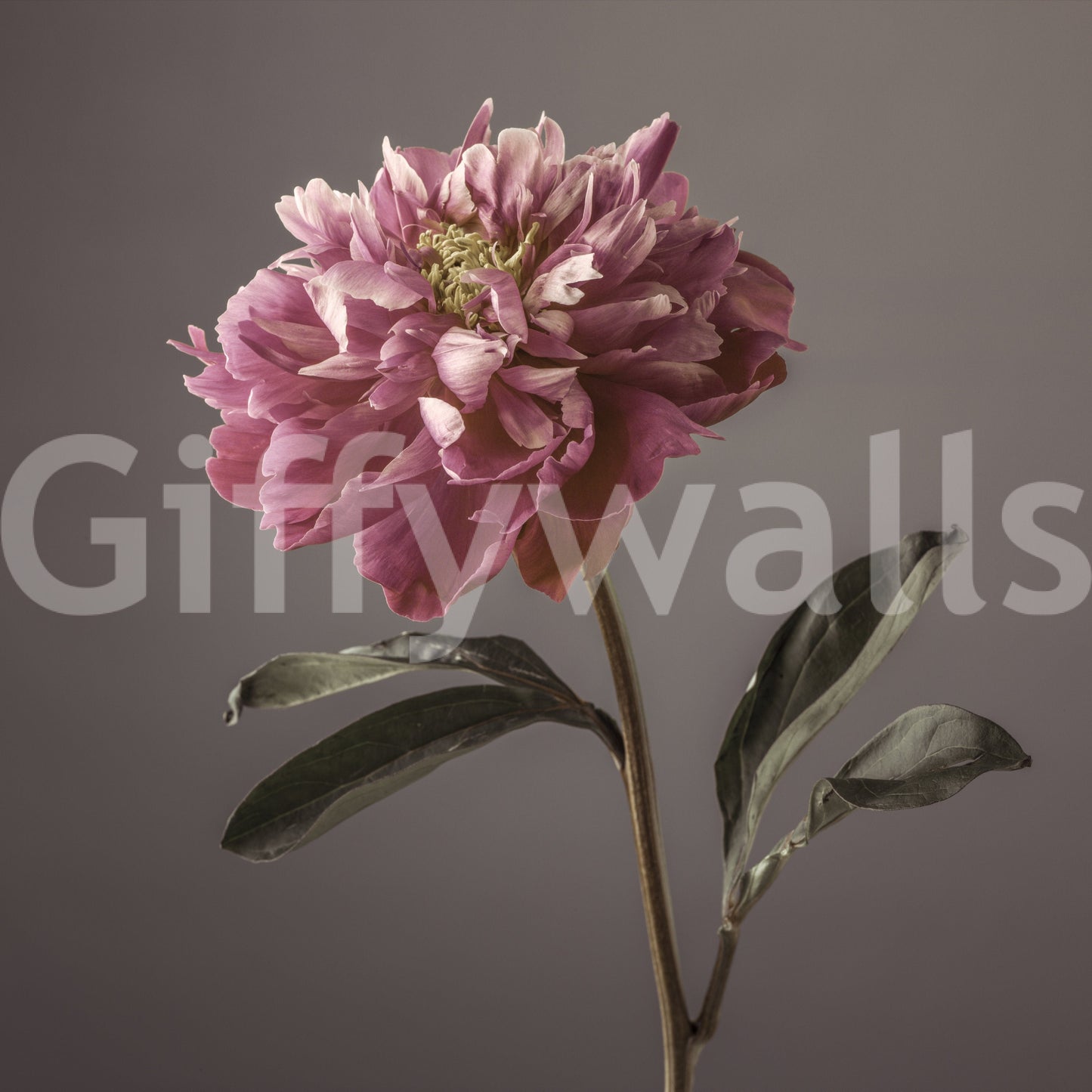 Peony Blush Floral Wallpaper Mural Elegant Wall Art