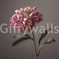 Peony Blush Floral Wallpaper Mural Elegant Wall Art
