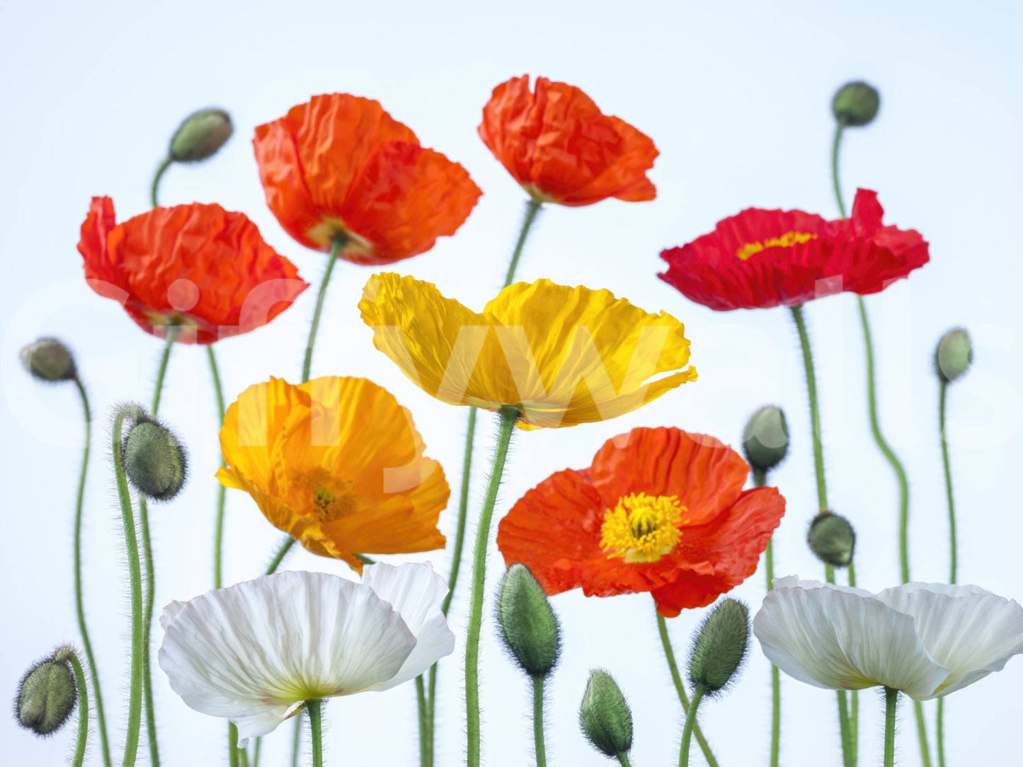 Poppy Field Burst Wall Mural