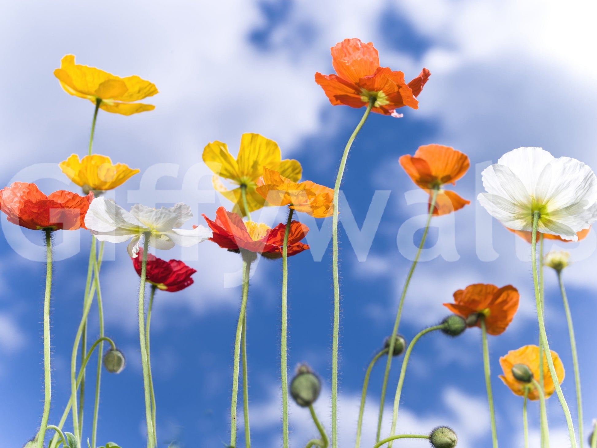 Incredible Blue Sky Bouquet premium mural pattern of happy poppy heads.