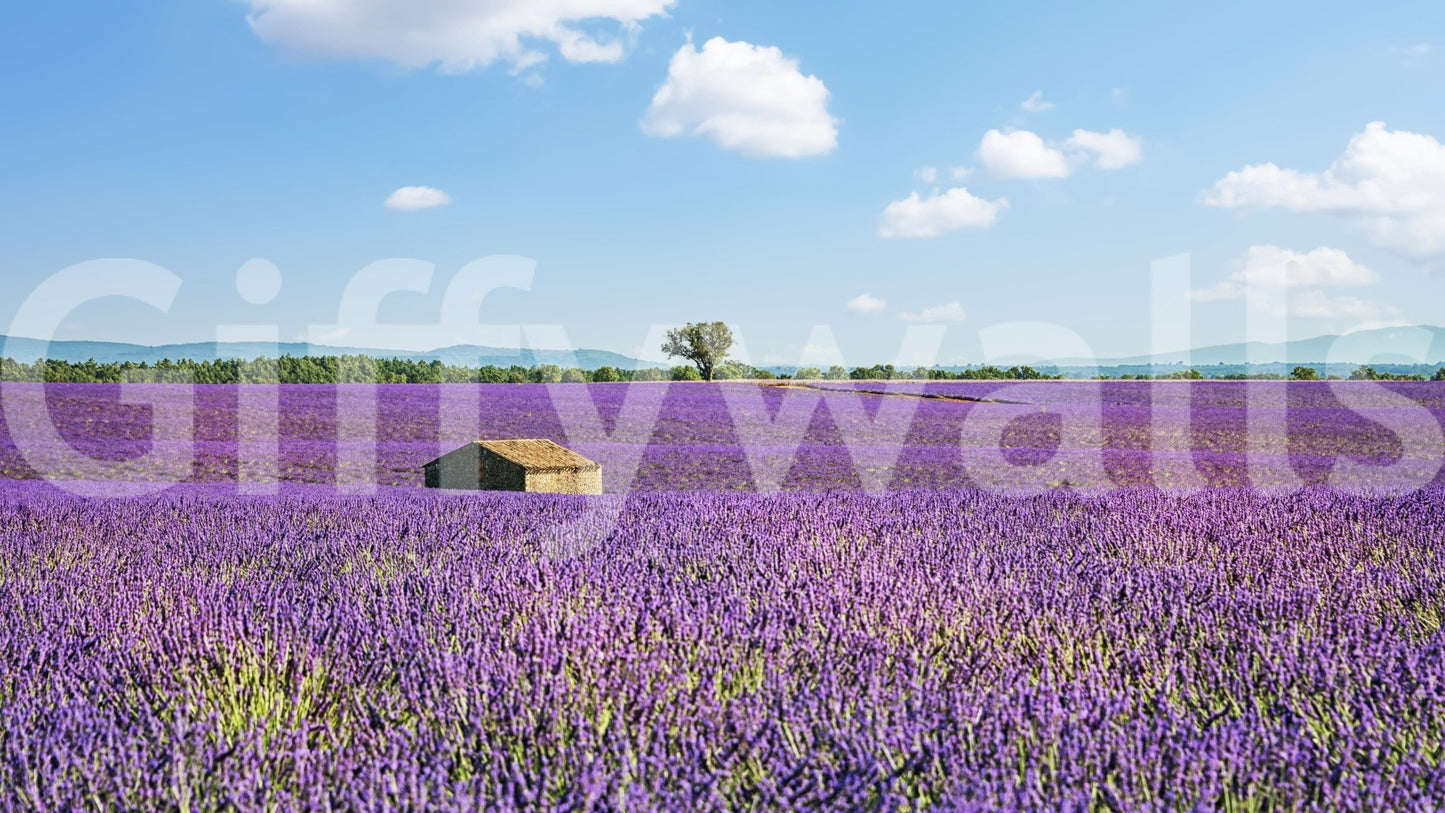 Wall mural featuring Provence scenery and open farmland