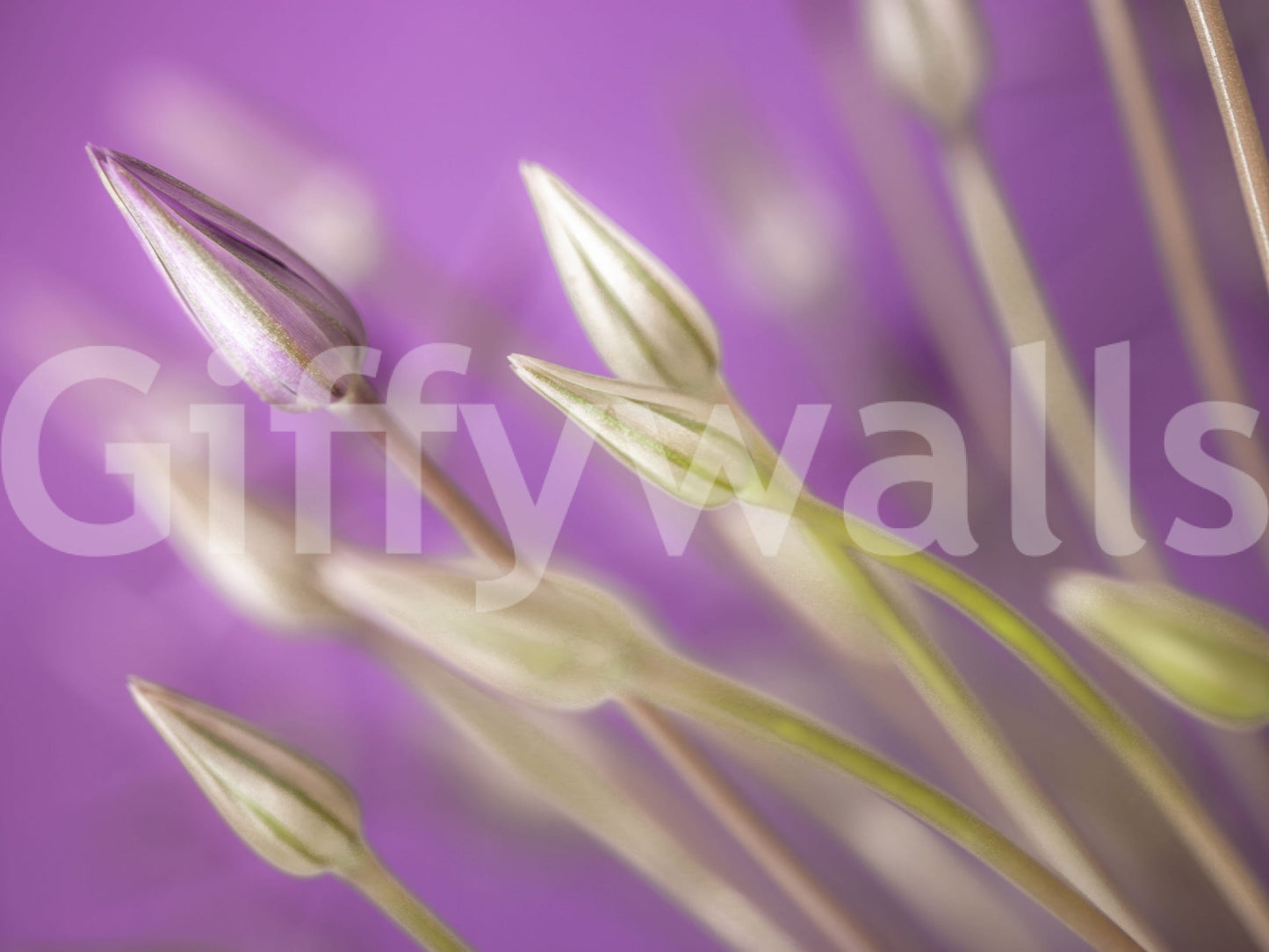 The wallpaper offers an elegant composition of purple alliums softened by warm, diffused light.