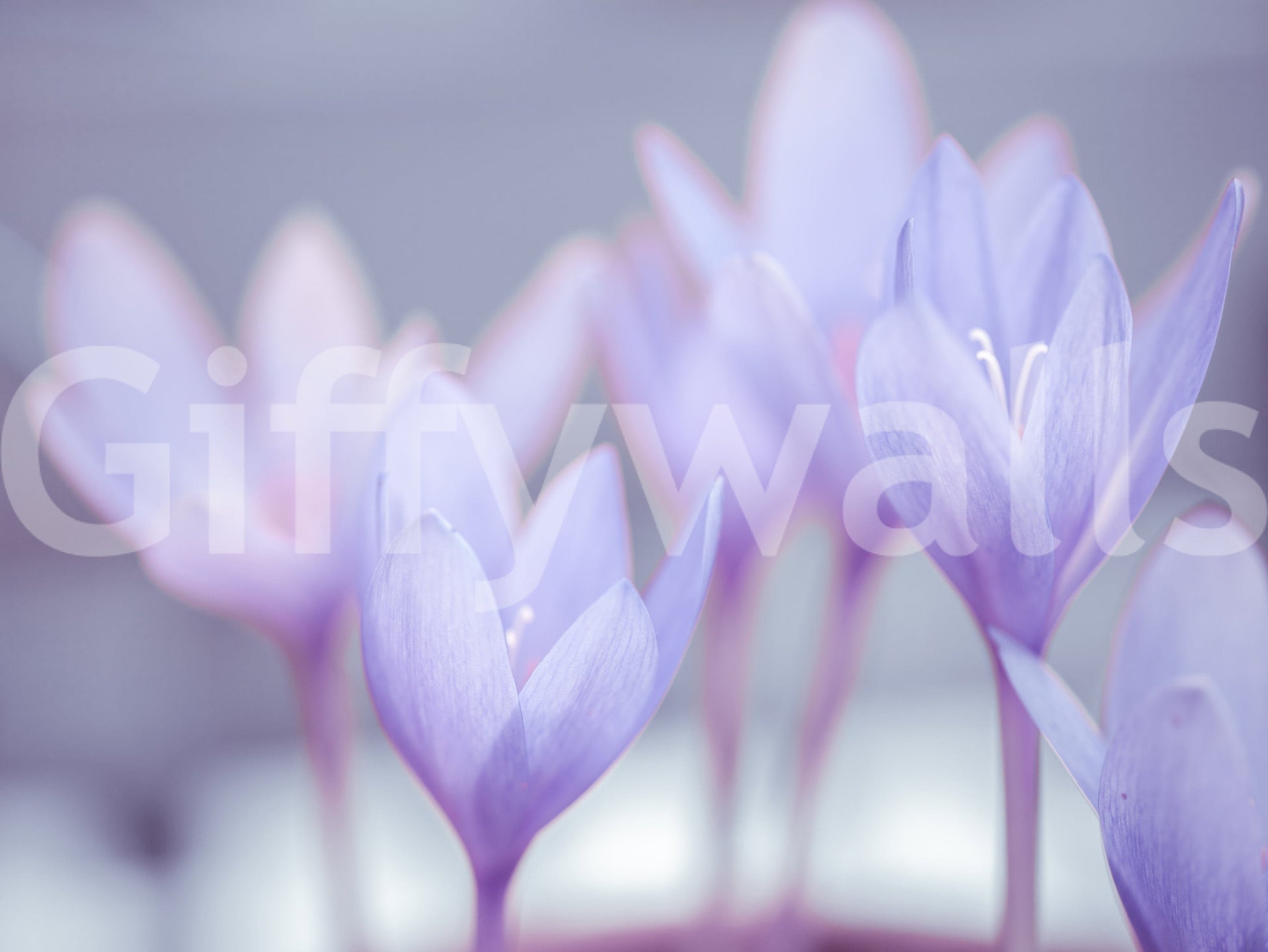 Serene purple and white image, captivating Crocus wall decor product.