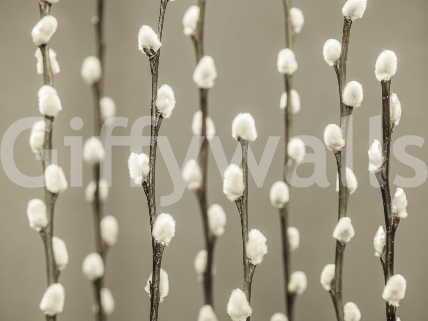 Pussy Willow Wall Mural
