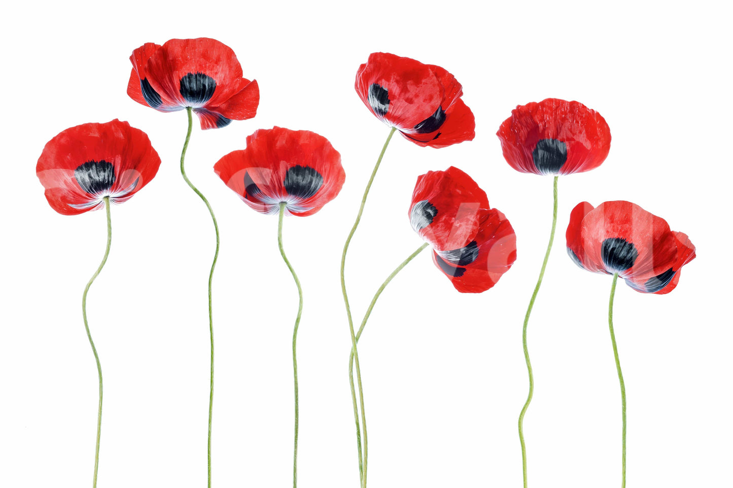 A high-quality serene field wall mural for walls.

