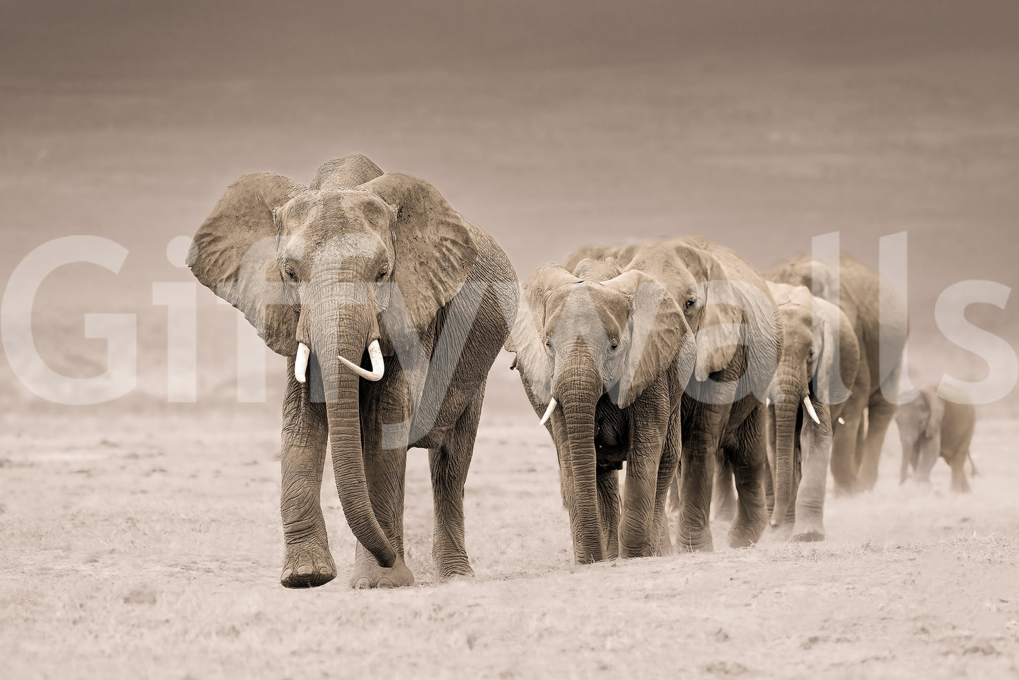 Elephant Journey Wall Mural -2526083