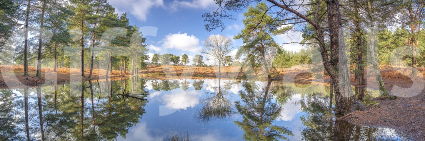 Serene Beauty of Nature Wall Mural