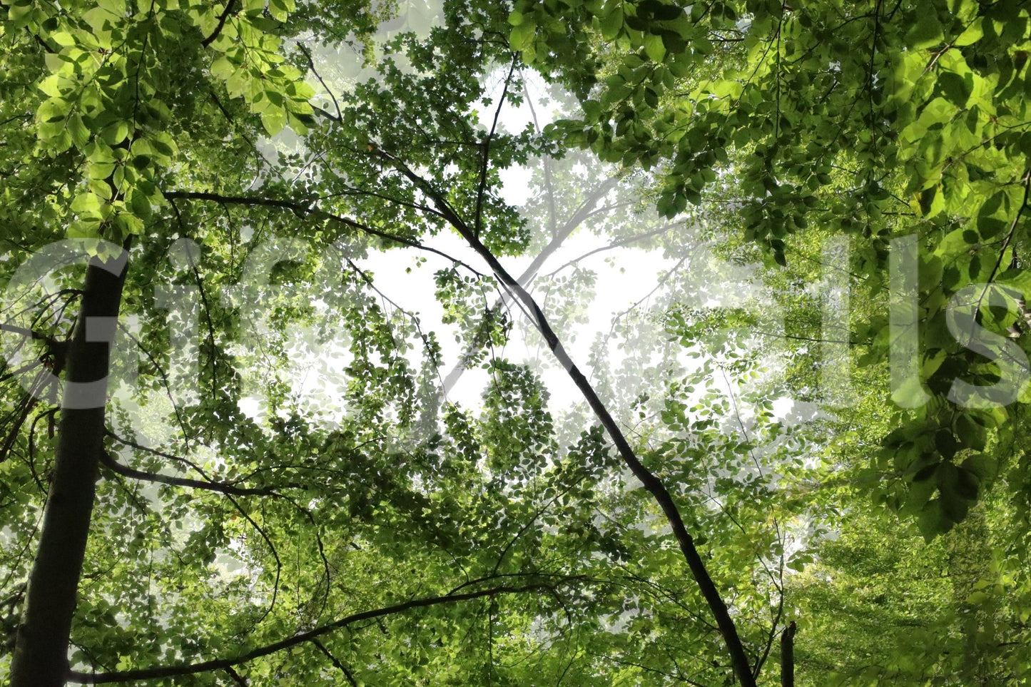 Easy to install serene forest canopy mural.