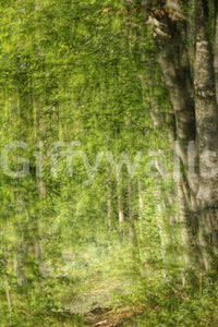 Easy to install serene forest pathway mural.