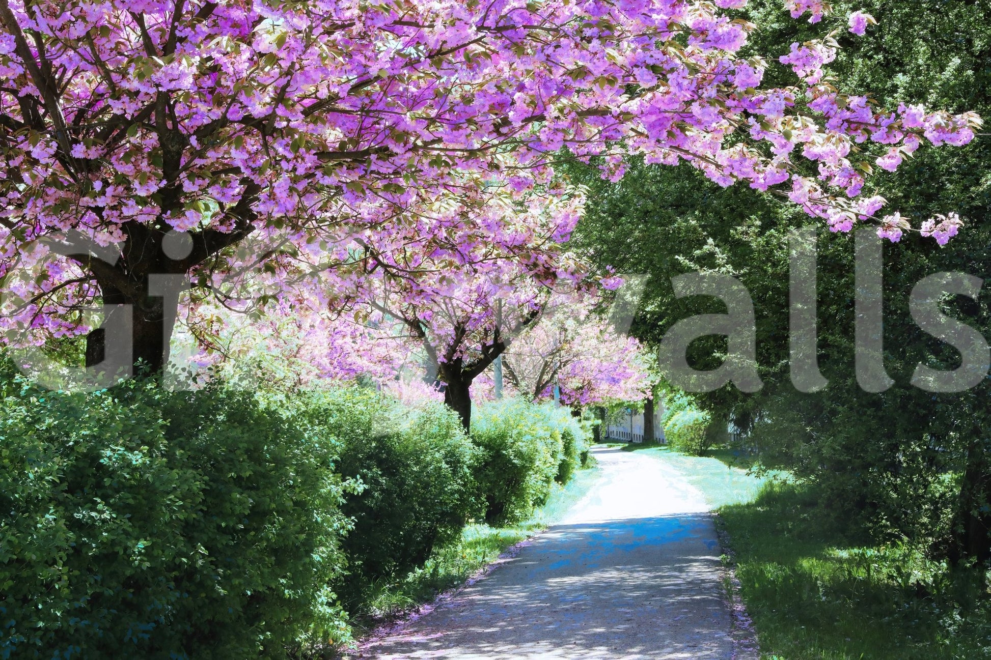 Bloom-filled walkway wallpaper design
