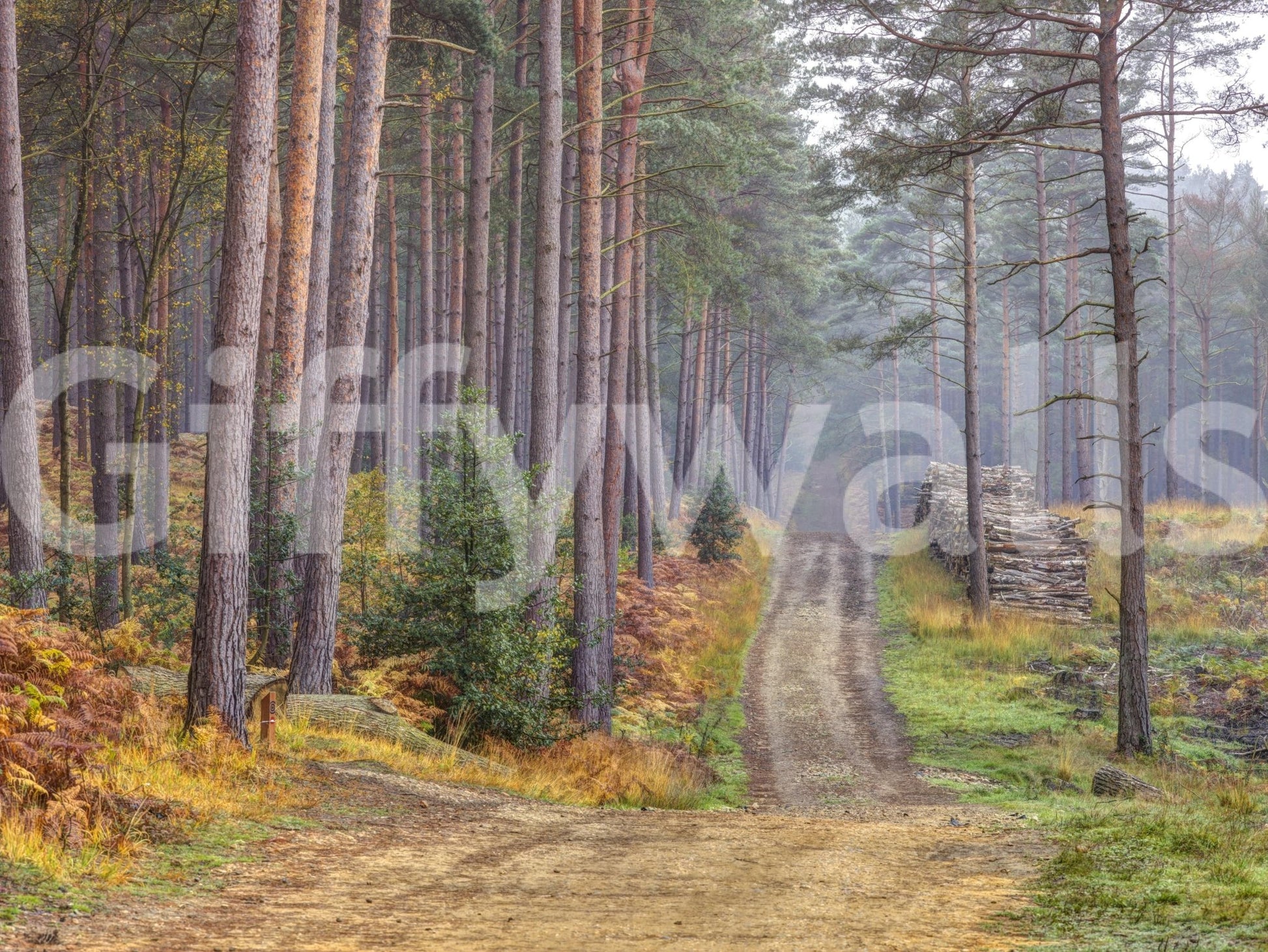 Serene Road Through Autumn Splendor Wall Mural