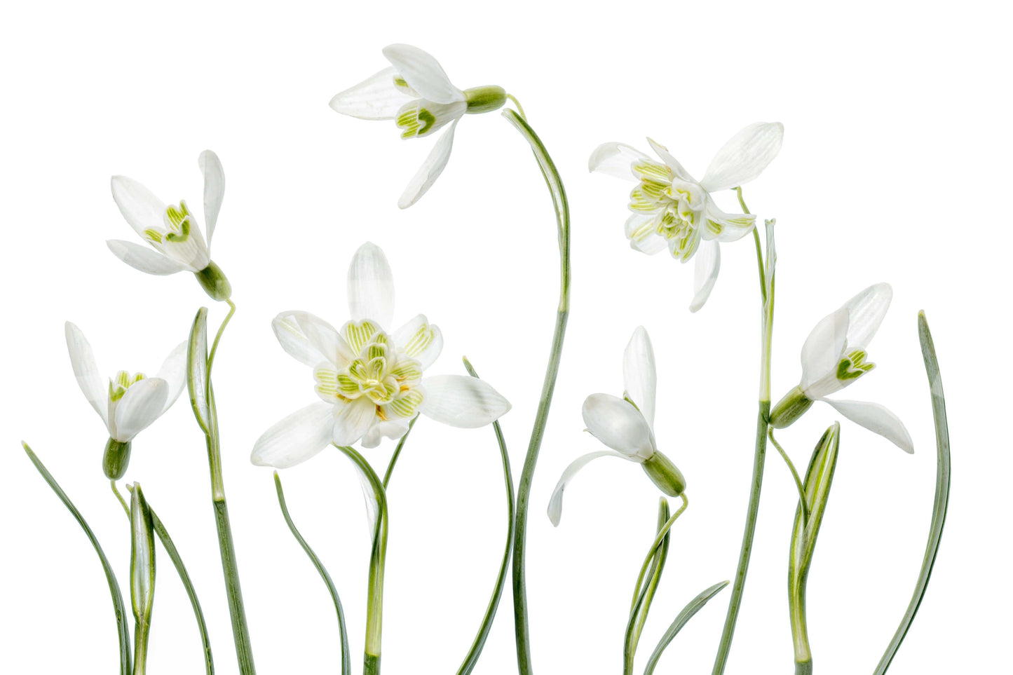 An artistic nature inspired mural for home decor.

