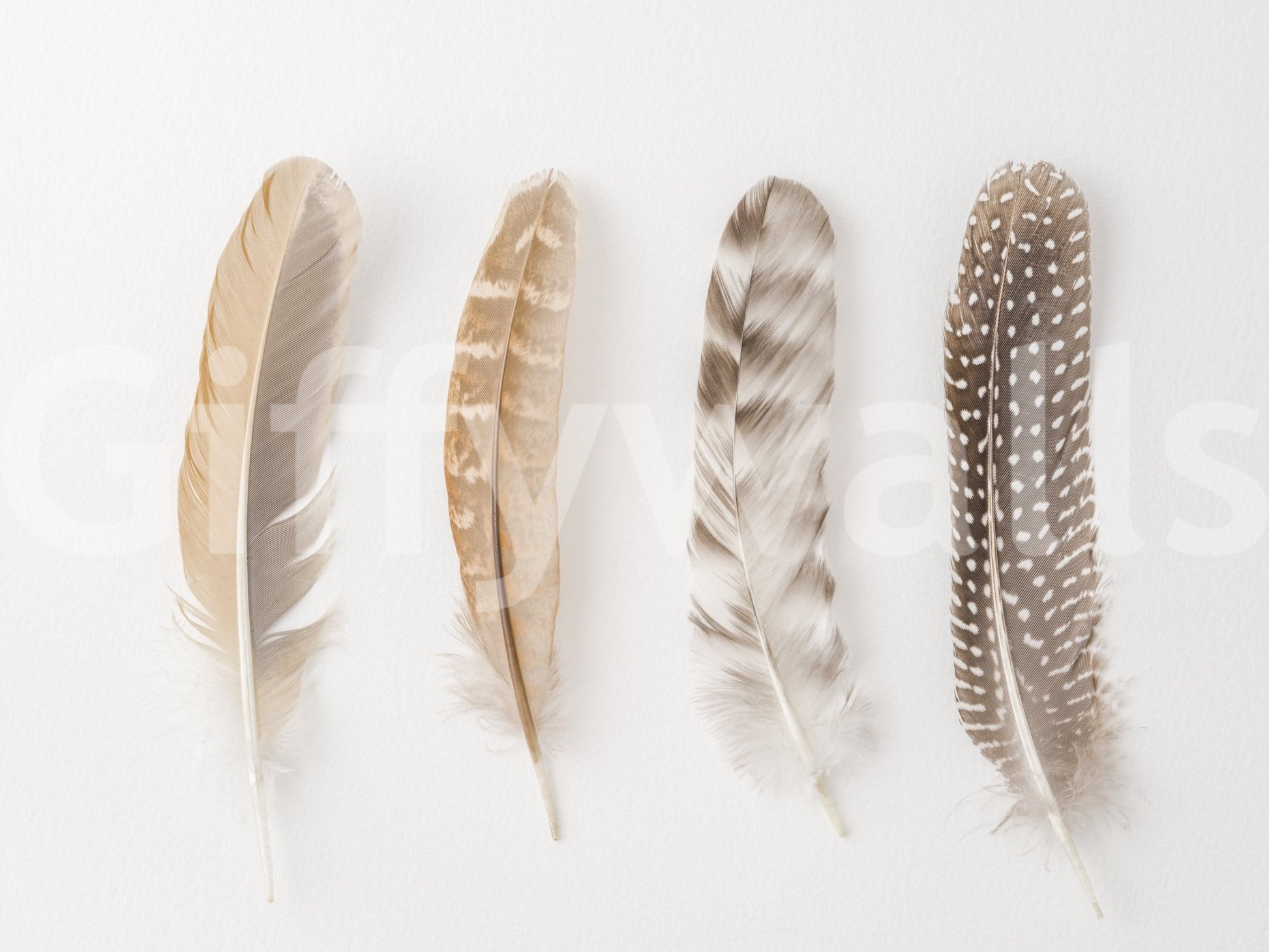Minimalist graphic art featuring realistic feathers on white.