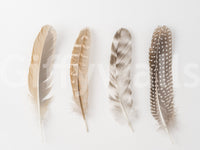 Minimalist graphic art featuring realistic feathers on white.