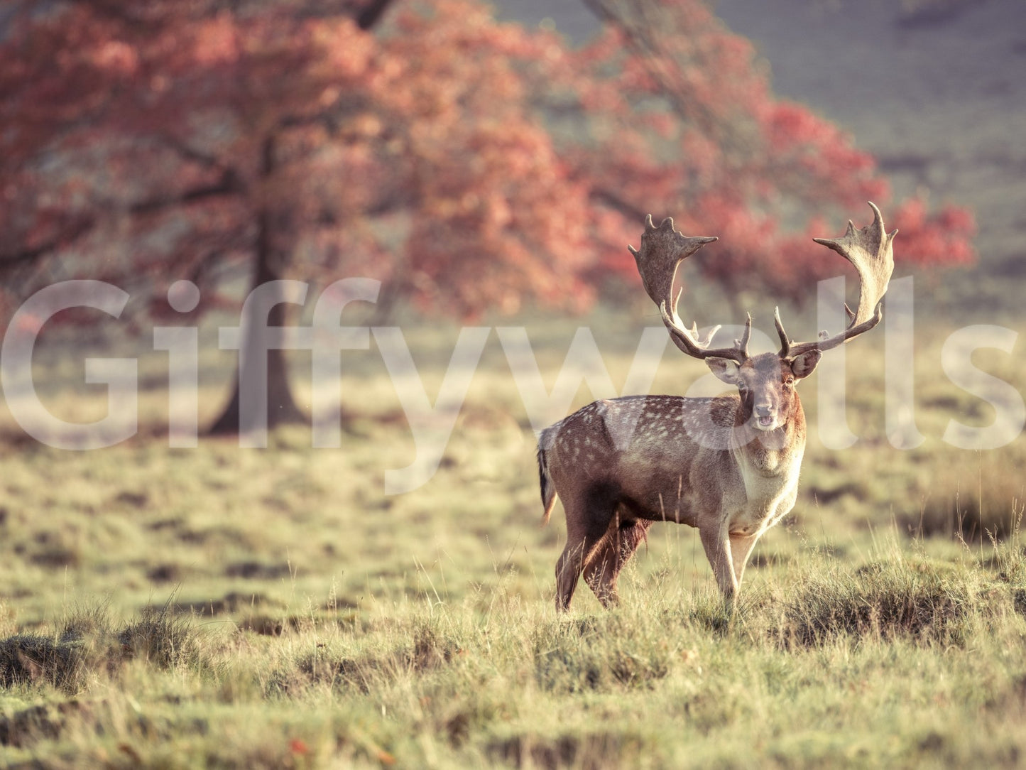 Stag in natural habitat mural wallpaper design

