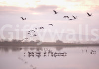 Still Waters, Flying Cranes Wall Mural
