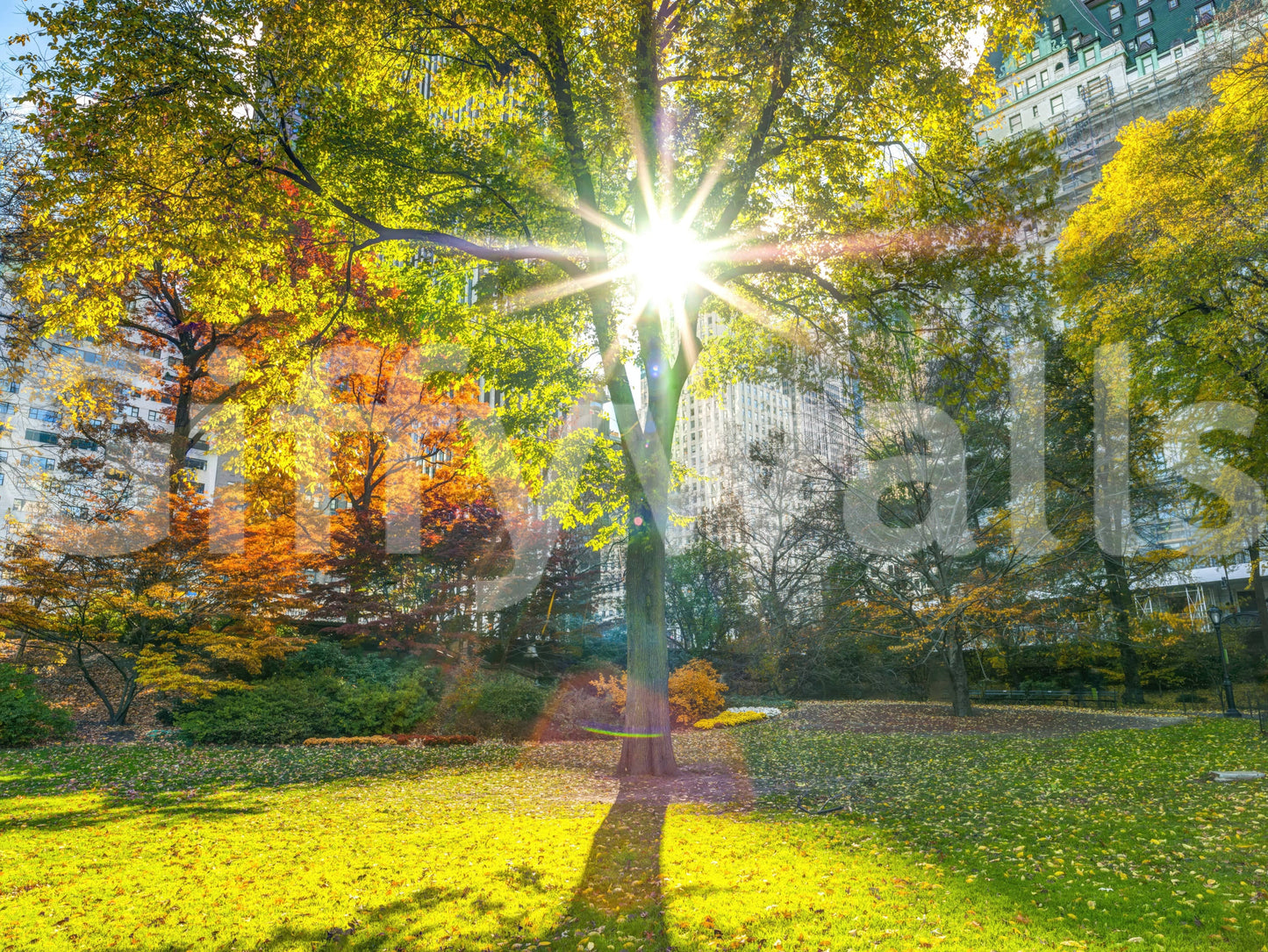 Sun Rays Through Trees Wall Mural