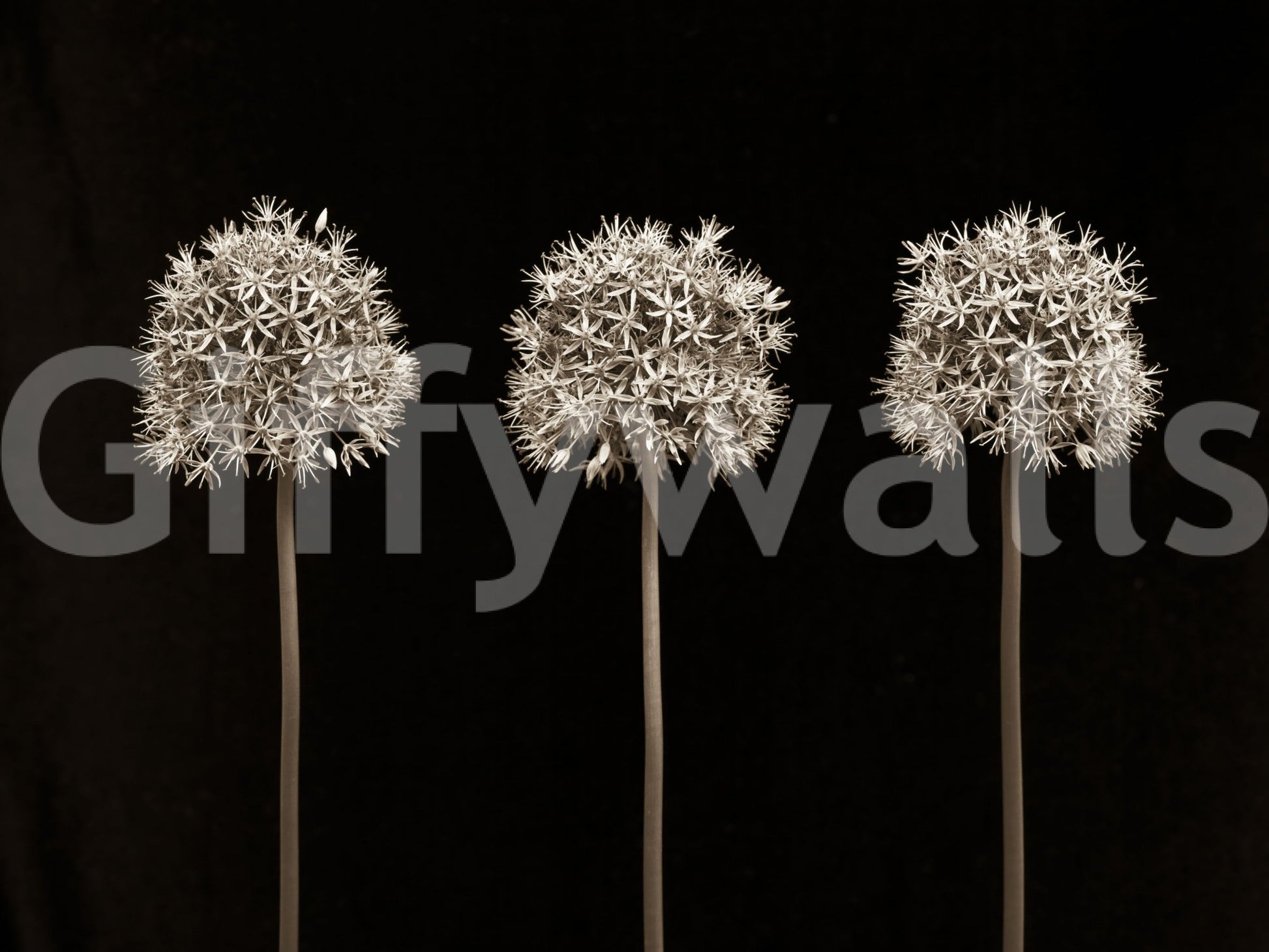 Detailed allium flowers on black background wall mural for a stylish statement.

