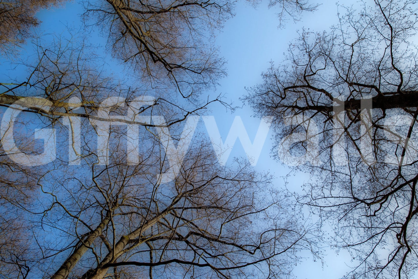 Winter canopy wallpaper for walls
