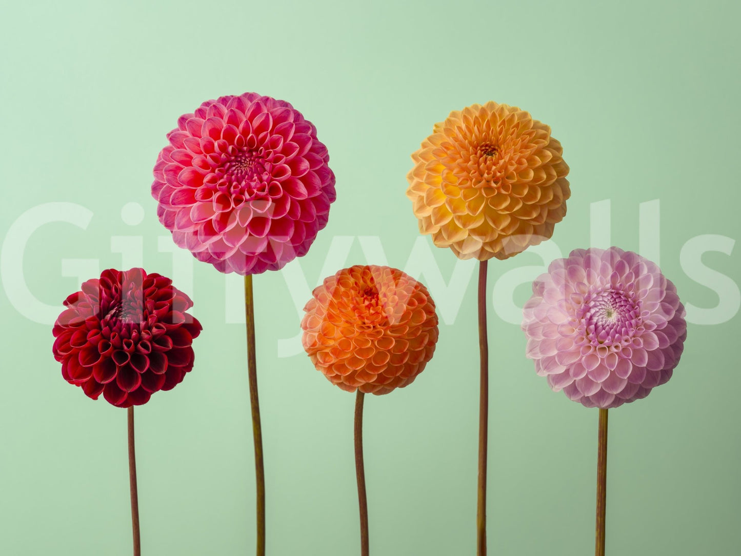 Textured floral imagery in the Vibrant Dahlias Wall Mural.