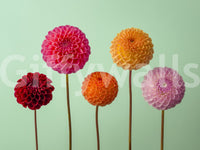 Textured floral imagery in the Vibrant Dahlias Wall Mural.