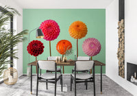 A Vibrant Dahlias Wall Mural with symmetrical spherical blooms.
