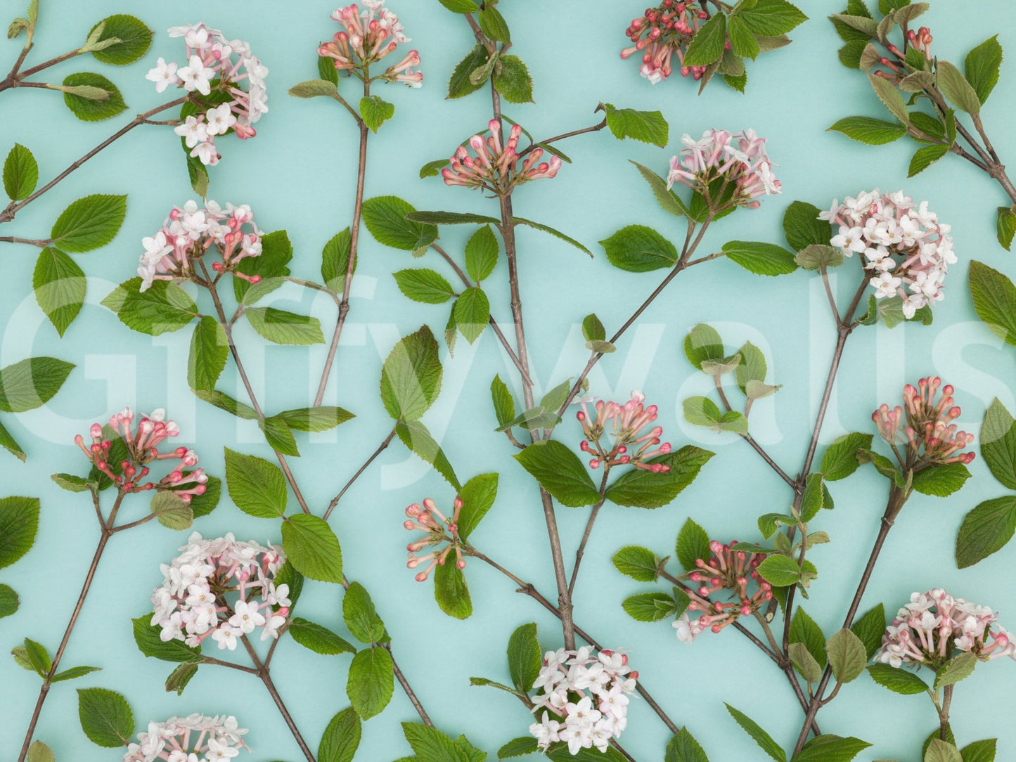 Viburnum Juddii Flowers Wall Mural