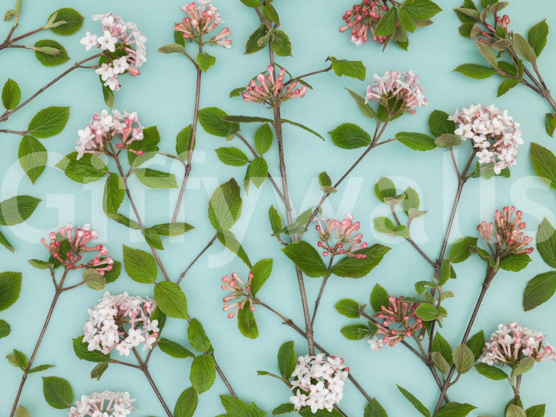 Viburnum Juddii Flowers Wall Mural