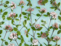 Viburnum Juddii Flowers Wall Mural