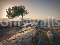 Beautiful sunset over a lone tree captured in wall mural form.

