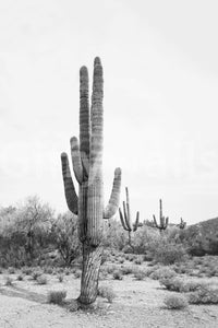 Desert cactus captured in black and white mural art.

