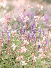 Whimsical nature mural wallpaper

