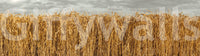 Wallpaper with wheat close-up

