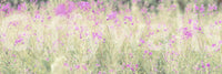 Soft floral meadow mural wallpaper perfect for peaceful rooms

