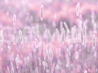 Pink floral meadow with pastel tones wallpaper

