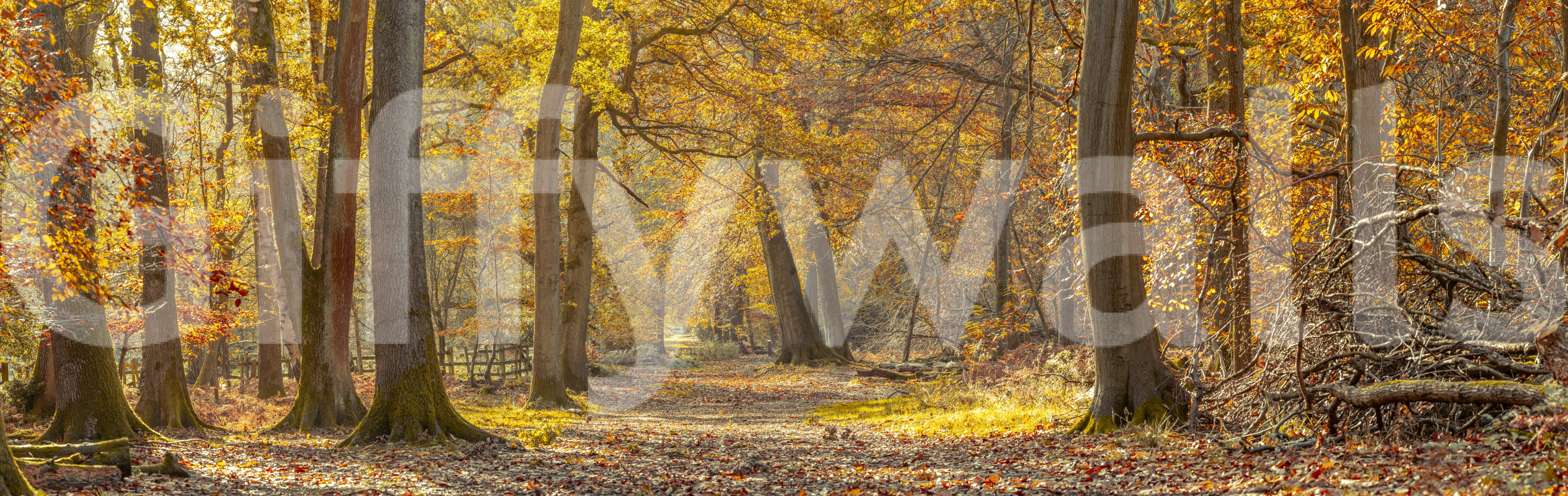 An expansive view of natural beauty
