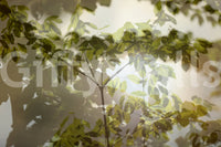 A design suitable for a peaceful interior
