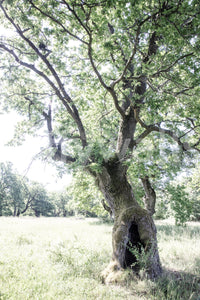 Rustic decor wall mural
