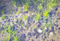 The visual effect is similar to looking directly down at a healthy lawn.

