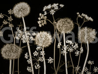 Wall decor evoking the quiet poetry of nature.

