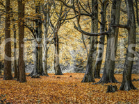 Harmonious and grounding aesthetic.

