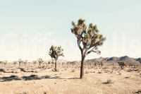 Fluid and ethereal visual.

