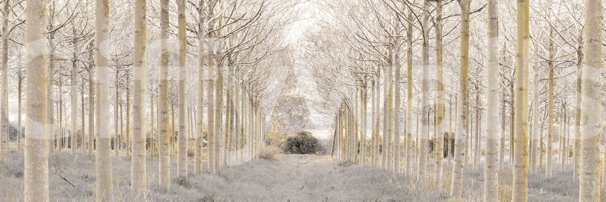 clean and simple nature wallpaper

