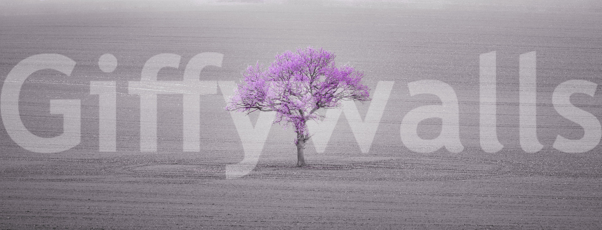 soft and calming floral scene

