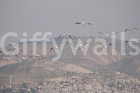 Provides a calming and artistic backdrop.
