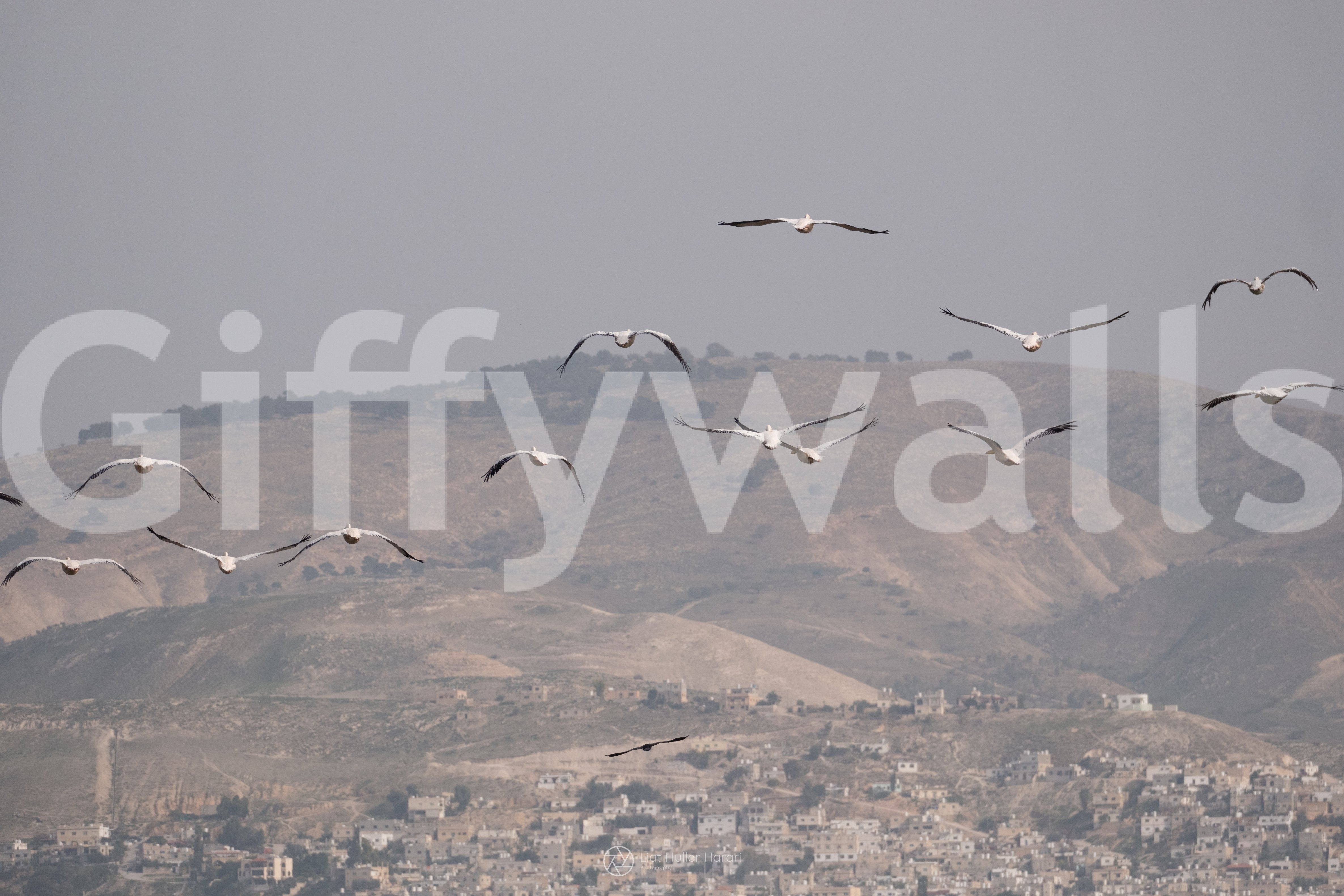 Provides a calming and artistic backdrop.
