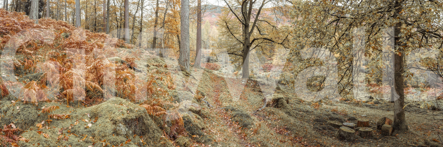 The path is the central focus of the image.

