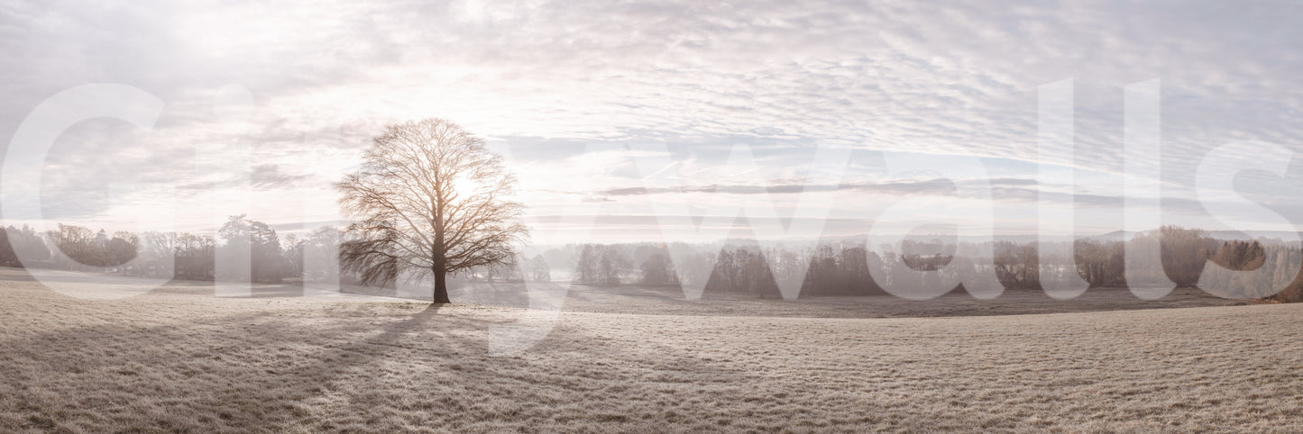 Winter's Soft Light Wall Mural