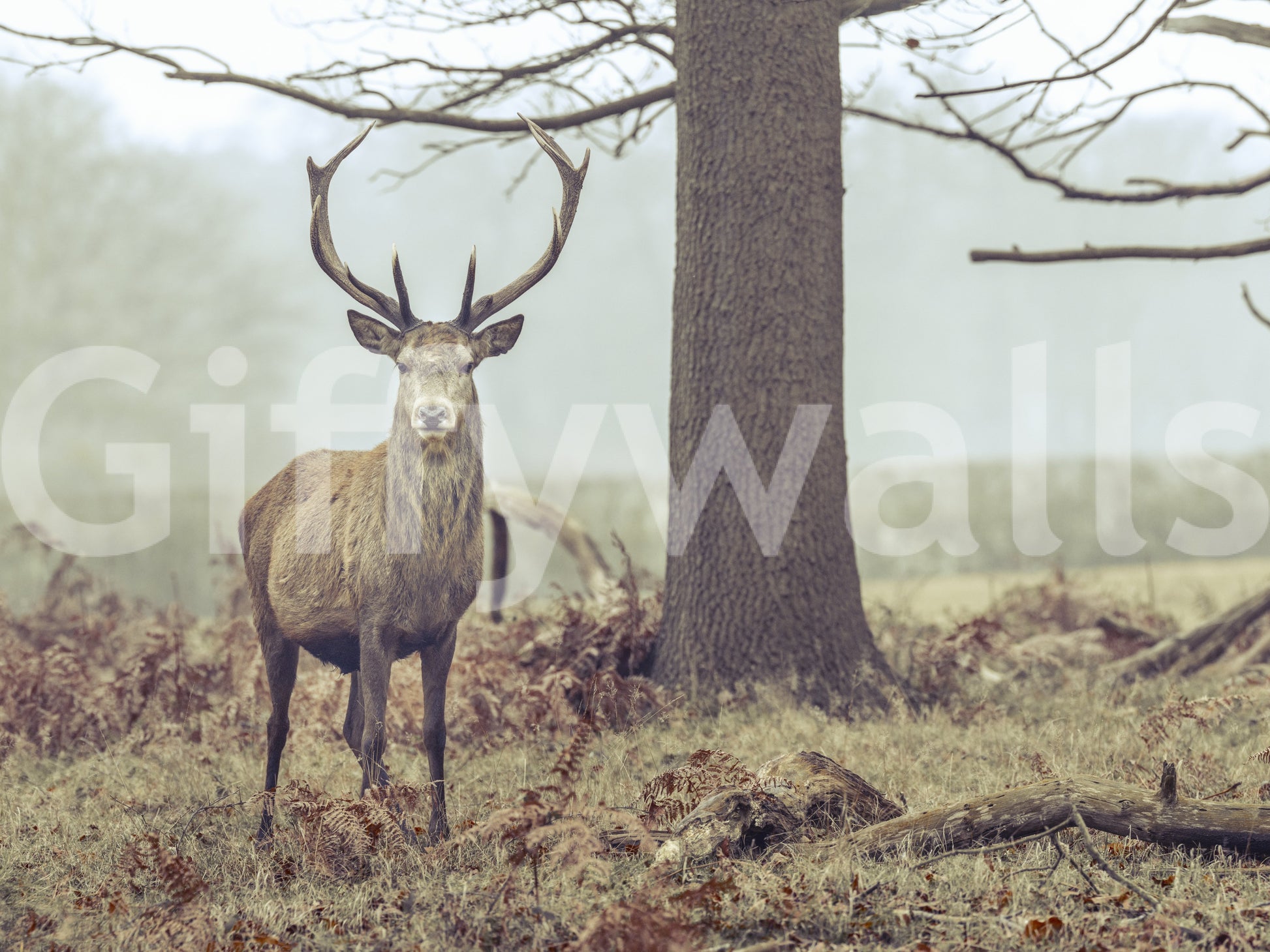 The wallpaper features a subtle, calming pattern.

